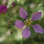 Fagonia laevis Λουλούδι