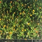 Calendula tripterocarpa Λουλούδι