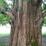 Metasequoia glyptostroboides 樹皮