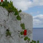 Tropaeolum minus Flower