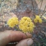 Nidorella spartioides Floro
