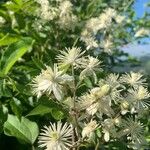 Clematis vitalbaFlower