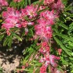 Calliandra brevipes Blodyn