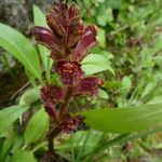 Orobanche gracilis Bark