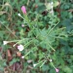 Epilobium lanceolatum Flower