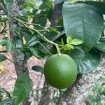 Citrus maxima Frukto