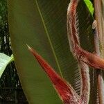 Heliconia vellerigera Hoja