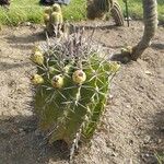 Ferocactus herrerae Foglia