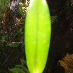 Bulbophyllum comorianum Hoja