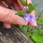 Scutellaria galericulataКветка