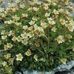 Saxifraga exarata Kwiat