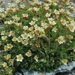 Saxifraga exarata 花