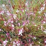 Oenothera lindheimeri Хабит