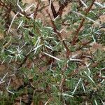 Vachellia tortilis Leaf