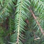 Taxus baccata Hoja