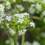 Valeriana woodsiana Květ