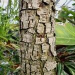 Cassia abbreviata 樹皮