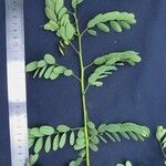 Diphysa americana ᱮᱴᱟᱜ