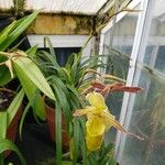 Phragmipedium longifolium عادت داشتن