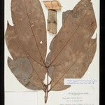 Zygia trunciflora Hoja
