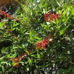 Erythrina crista-galli Квітка