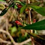 Woodfordia fruticosa Flower