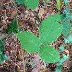 Rubus nigricans Fuelha