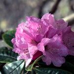 Rhododendron uvariifolium Flor