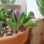 Crassula ovataLeaf