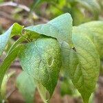 Holmskioldia sanguinea Лист