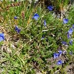 Veronica fruticans Fiore