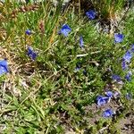 Veronica fruticans Flor