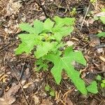 Smallanthus uvedalia Leaf