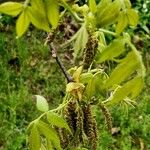 Carya tomentosa Folha