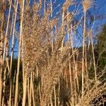 Miscanthus sinensis Leaf