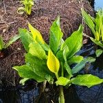 Lysichiton americanus Levél