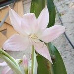 Crinum moorei Flower