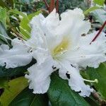 Rhododendron maximumVirág