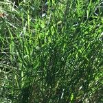 Brachypodium retusum Blad