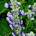 Salvia farinacea Flower
