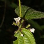 Miconia crenata Flower