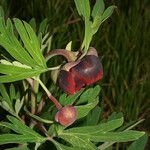 Paeonia californica 果