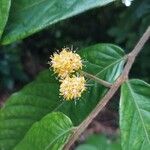 Dichapetalum lujae Flower