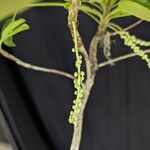 Terminalia superba Flor