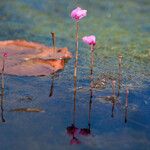 Utricularia purpurea Hábito