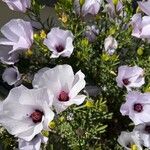 Alyogyne hakeifolia Květ