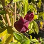 Passiflora amethystinaLorea