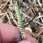 Spiranthes spiralis Flor