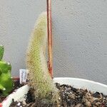 Cleistocactus winteriList