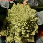 Brassica oleracea Žiedas